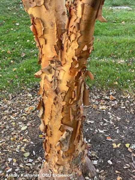 Paperback Maple trunk